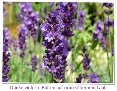 Lavendel Imperial Gem Blüten