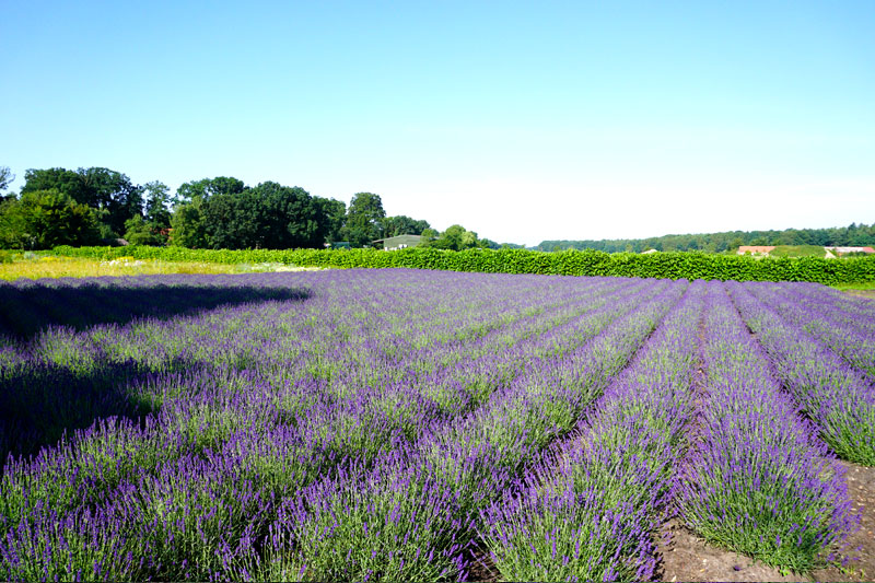 Lavendelfeld in Stapel