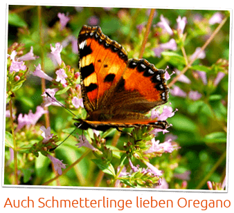 Schweizer Oregano