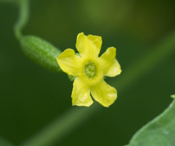 Baby-Minigurke mit Blüte