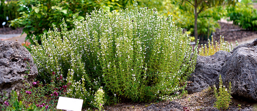 bergbohnenkraut im botanischen garten