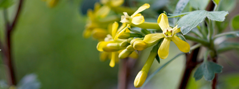 Blüten im April