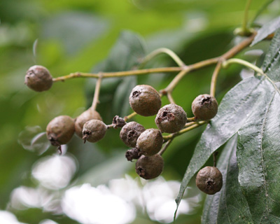 früchte der elsbeere am baum