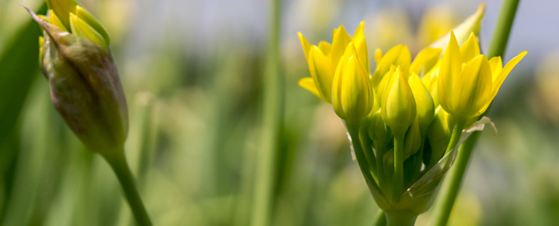 halb geschlossene Blüten