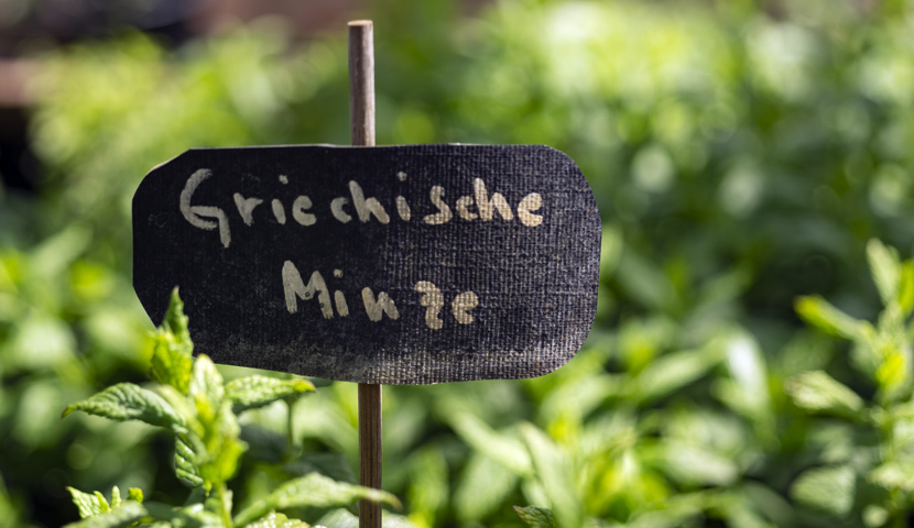 Griechische Minze in der Gärtnerei