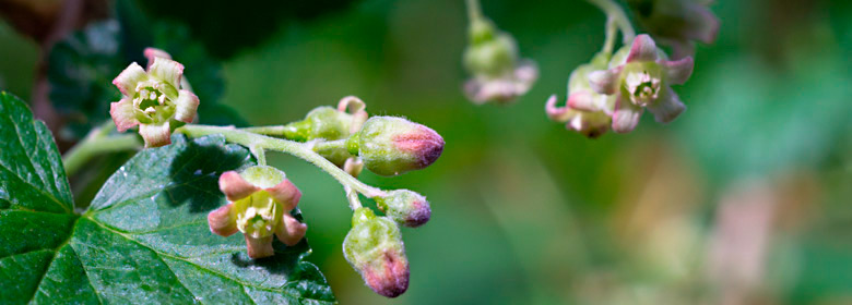 Blüten der grünen Johannisbeere