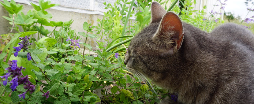 Katze schnuppert an Katzenminze