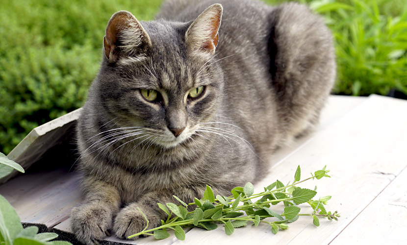 Frische Katzenminze Für Katzen