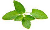 Katzenminze Blatt