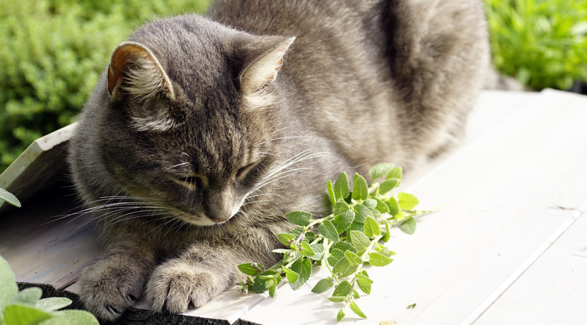 Miezekatze mit Katzenminze