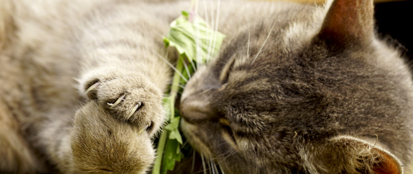 Katze knabbert an Katzenminze