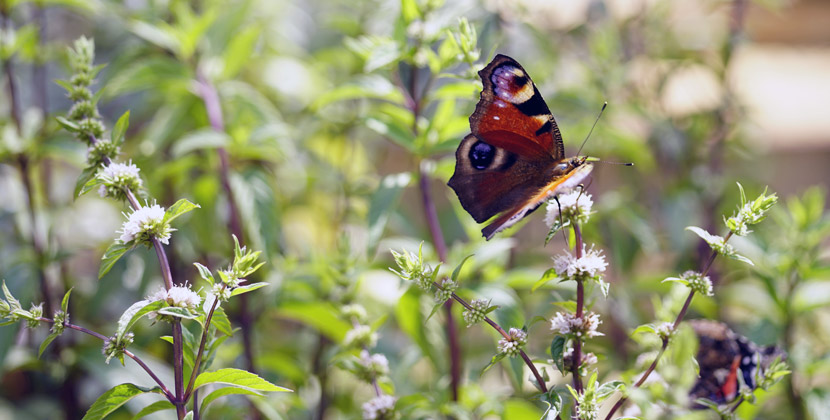 Schmetterling an Minzeblüte