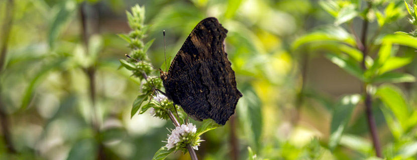 Schmetterling an Minzeblüte