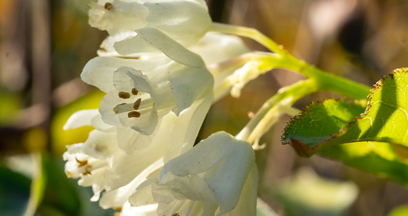 Blüten Pimpernuss