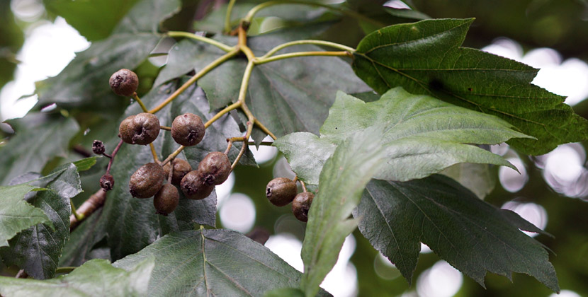 Reife Früchte der Elsbeere am Baum