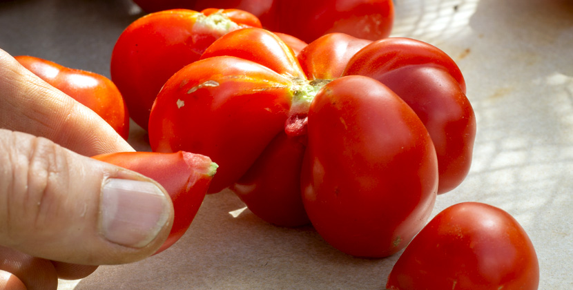 Reisetomate in Stückchen