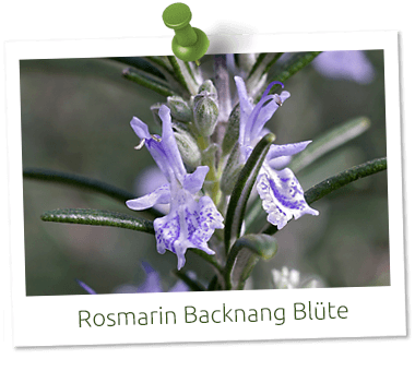 Rosmarin Backnang Blüte