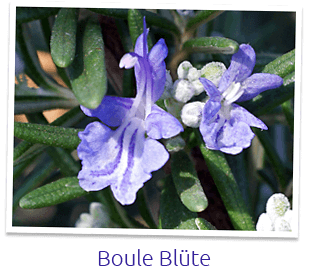 Blüte von Rosmarin Boule