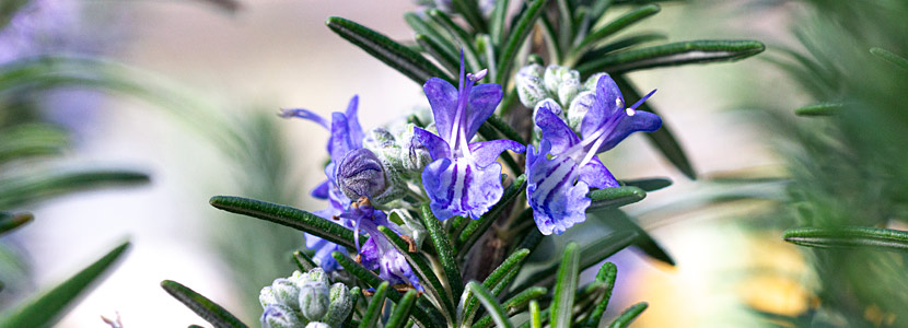 Rosmarin Boule Blüten