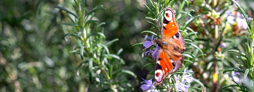 Schmetterling an Rosmarin-Blüte