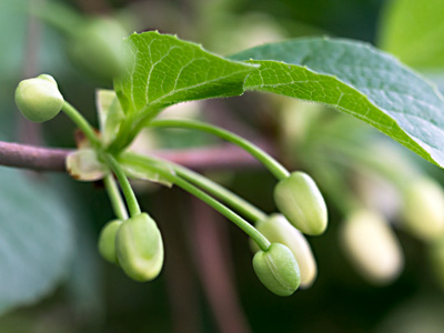 geschlossene Schisandrablüten