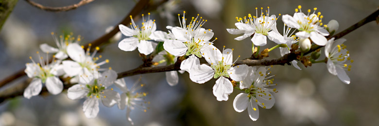 Schlehenblüte im März