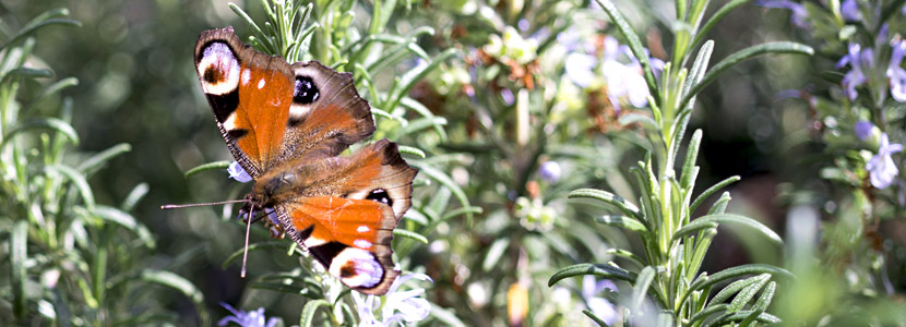 Schmetterling an Backnang