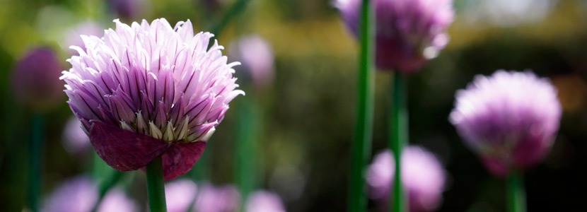 Schmetterling mit Blüten