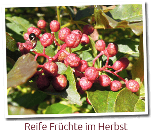 Szechuan-Pfeffer reife Beeren