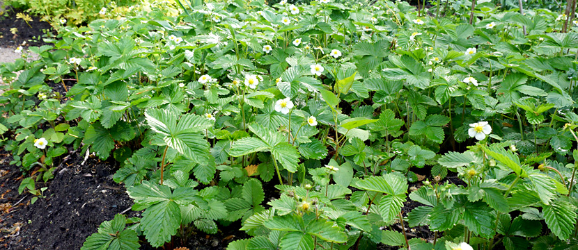 Walderdbeeren im Garten