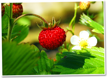 Früchte und Blüte der Walderdbeere