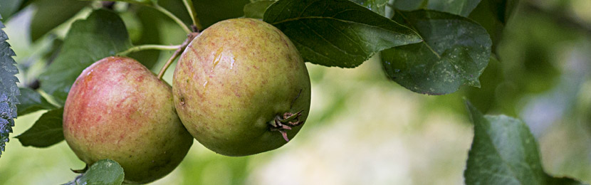 Wildapfel-Früchte im September