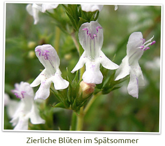 Blüten des Zitronigen Bergbohnenkrauts