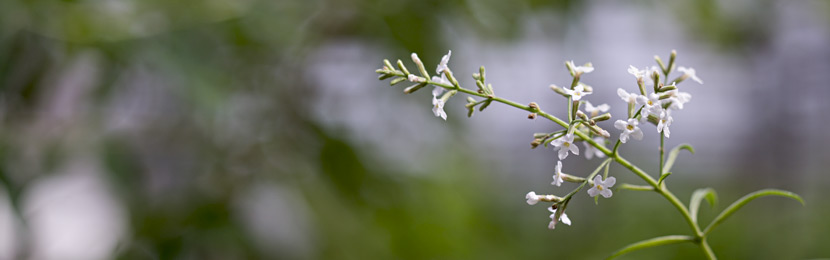 Zitronenverbene Blüten im August