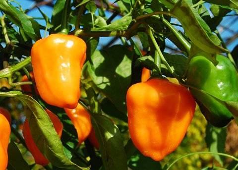 Aji Ecuadorian Orange (Saatgut) 