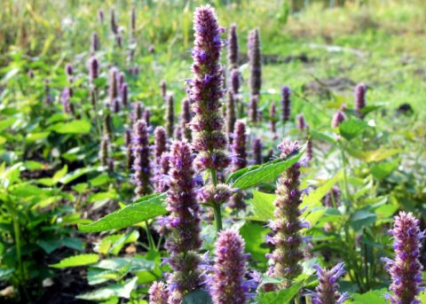 Anisagastache (Pflanze) 