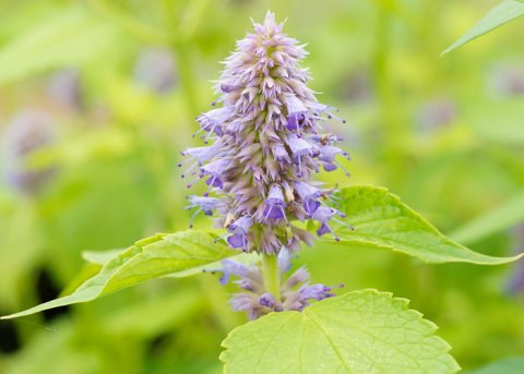 Agastache 'Golden Jubilee' (Pflanze) 