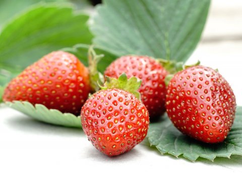 Erdbeere 'Vima Zanta' (Pflanze) 