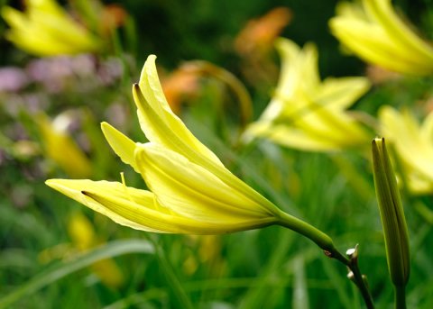 Frühe Wiesen-Taglilie (Pflanze) 