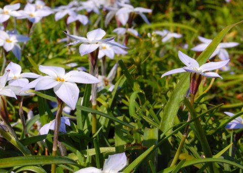 Frühlingsstern, Sternblume (Pflanze) 