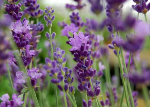 Lavendel 'Imperial Gem' (Pflanze) 