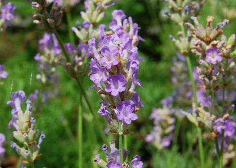 Lavendel 'Little Lady' (Pflanze) 