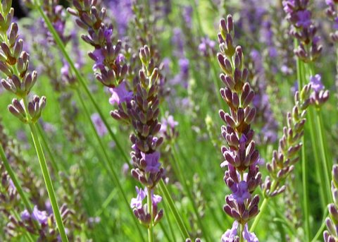 Lavendel 'Maillette' (Pflanze) 