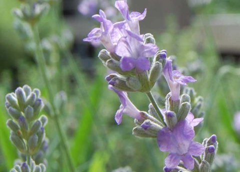 Lavendel 'Melissa Lilac' (Pflanze) 