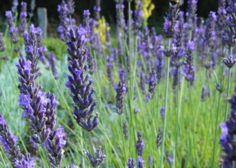 Provence-Lavendel 'Pierre Grosso' (Pflanze) 