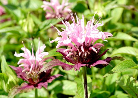 Monarde 'Beauty of Cobham' (Pflanze) 