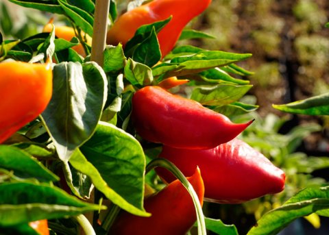 Paprika 'Roter Augsburger' (Saatgut) 