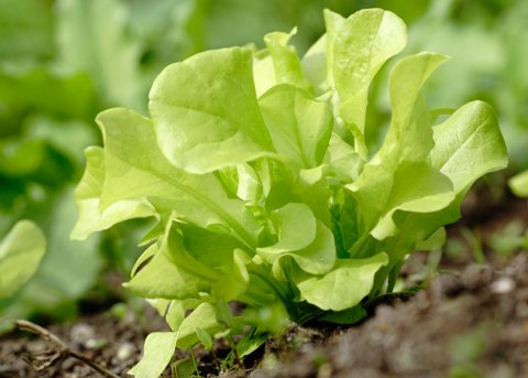 Pflücksalat 'Grünetta' (Saatgut) 