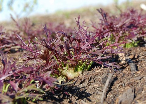 Roter Senf 'Red Frills' (Saatgut) 