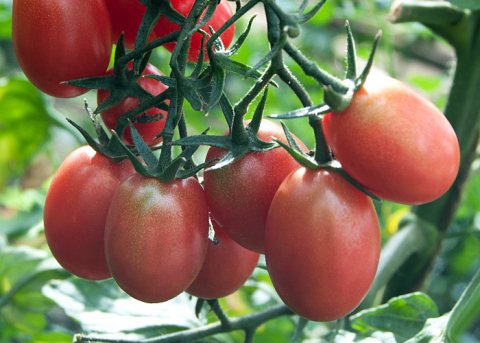 Kirschtomate 'Rosalita' (Saatgut) 